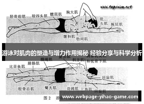 游泳对肌肉的塑造与增力作用揭秘 经验分享与科学分析